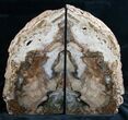 Madagascar Petrified Wood Bookends - Tall, Wide #7616-1
